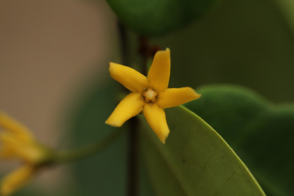 Secamone brevipes Secamone brevipes