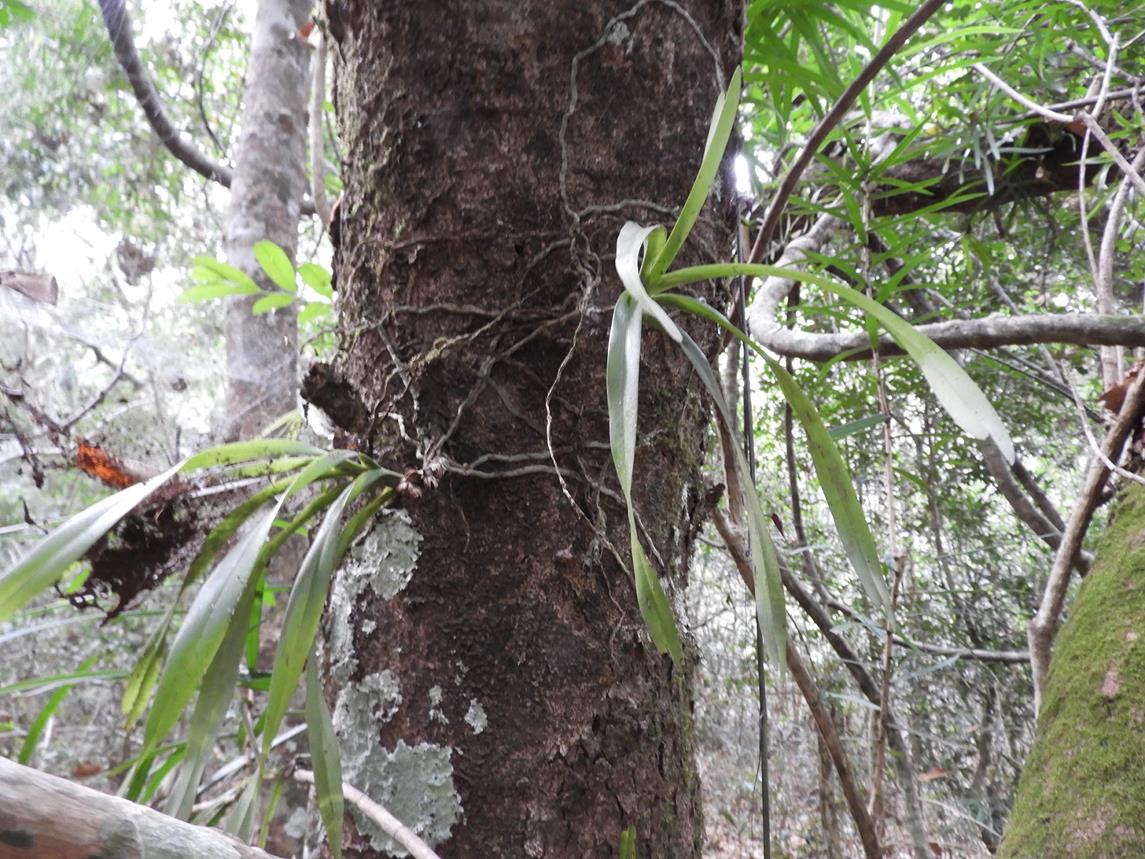 Ancistrorhynchus ovatus