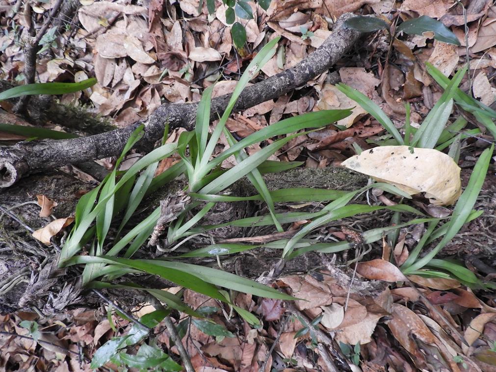 Ancistrorhynchus ovatus Ancistrorhynchus ovatus