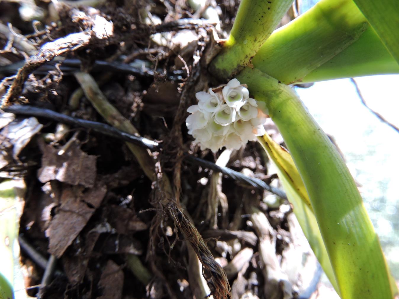 Ancistrorhynchus ovatus Ancistrorhynchus ovatus