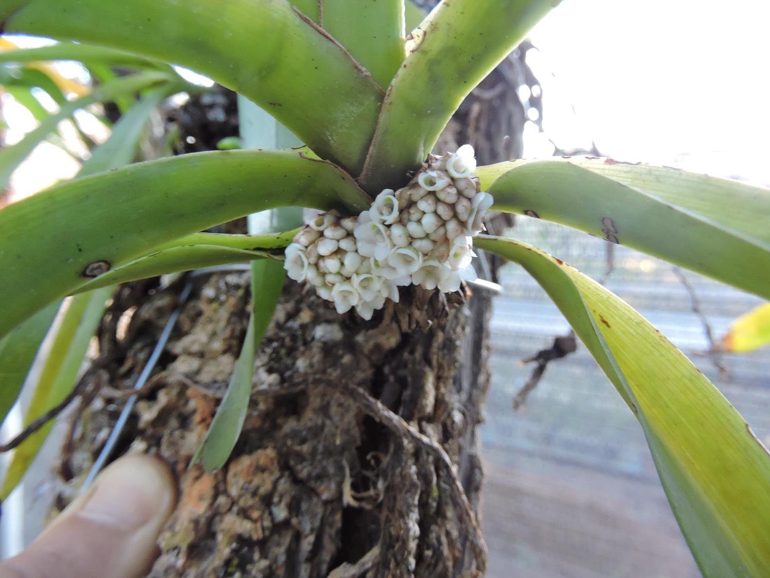 Ancistrorhynchus ovatus Ancistrorhynchus ovatus