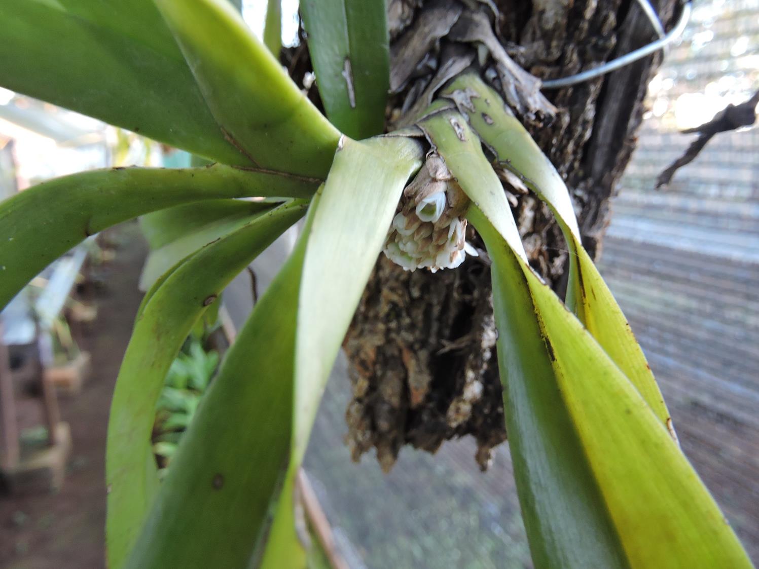 Ancistrorhynchus ovatus