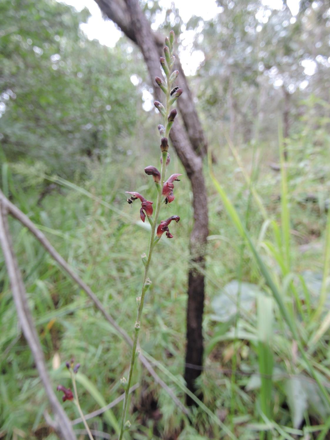 Zygotritonia atropurpurea