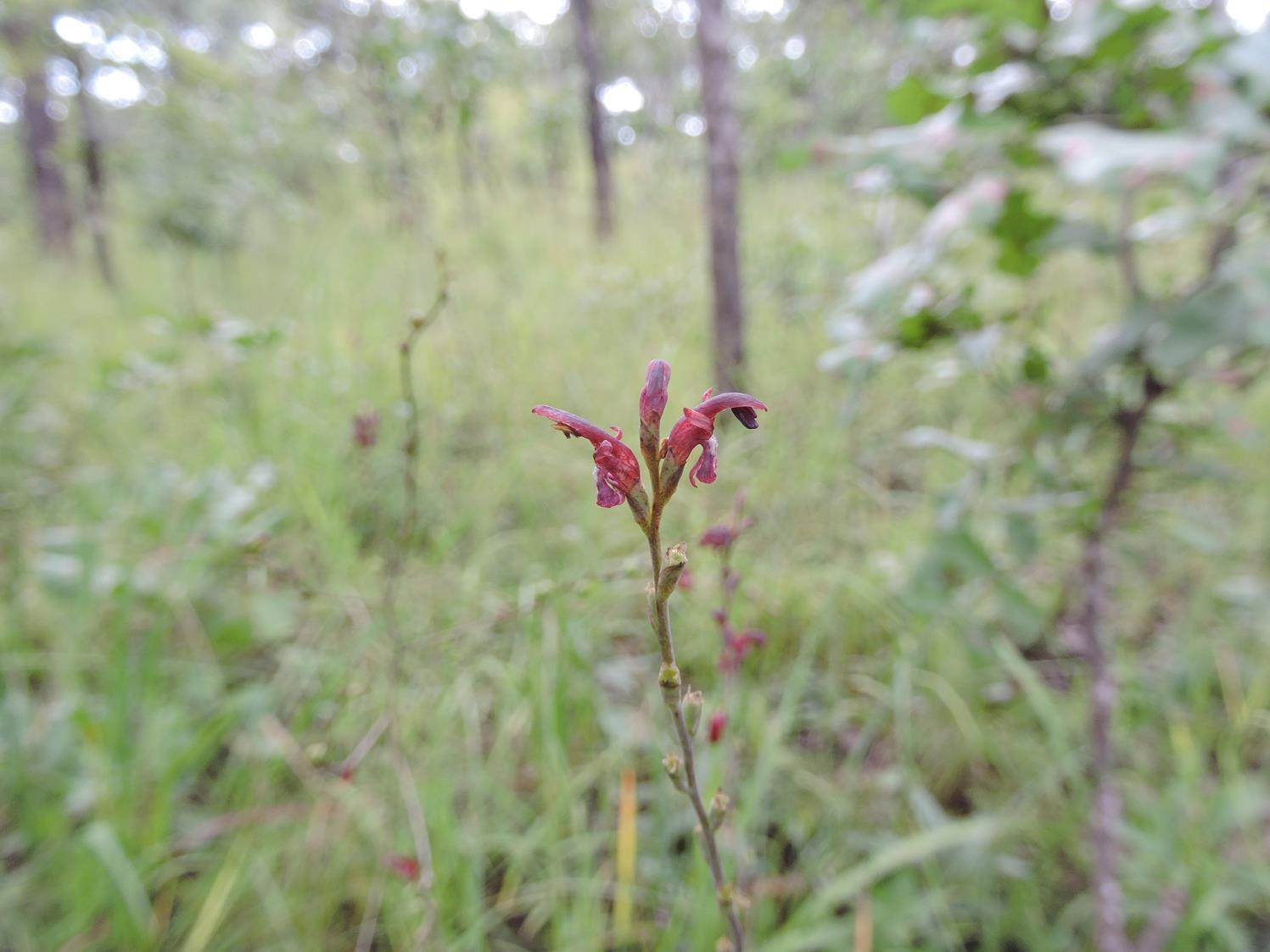 Zygotritonia atropurpurea