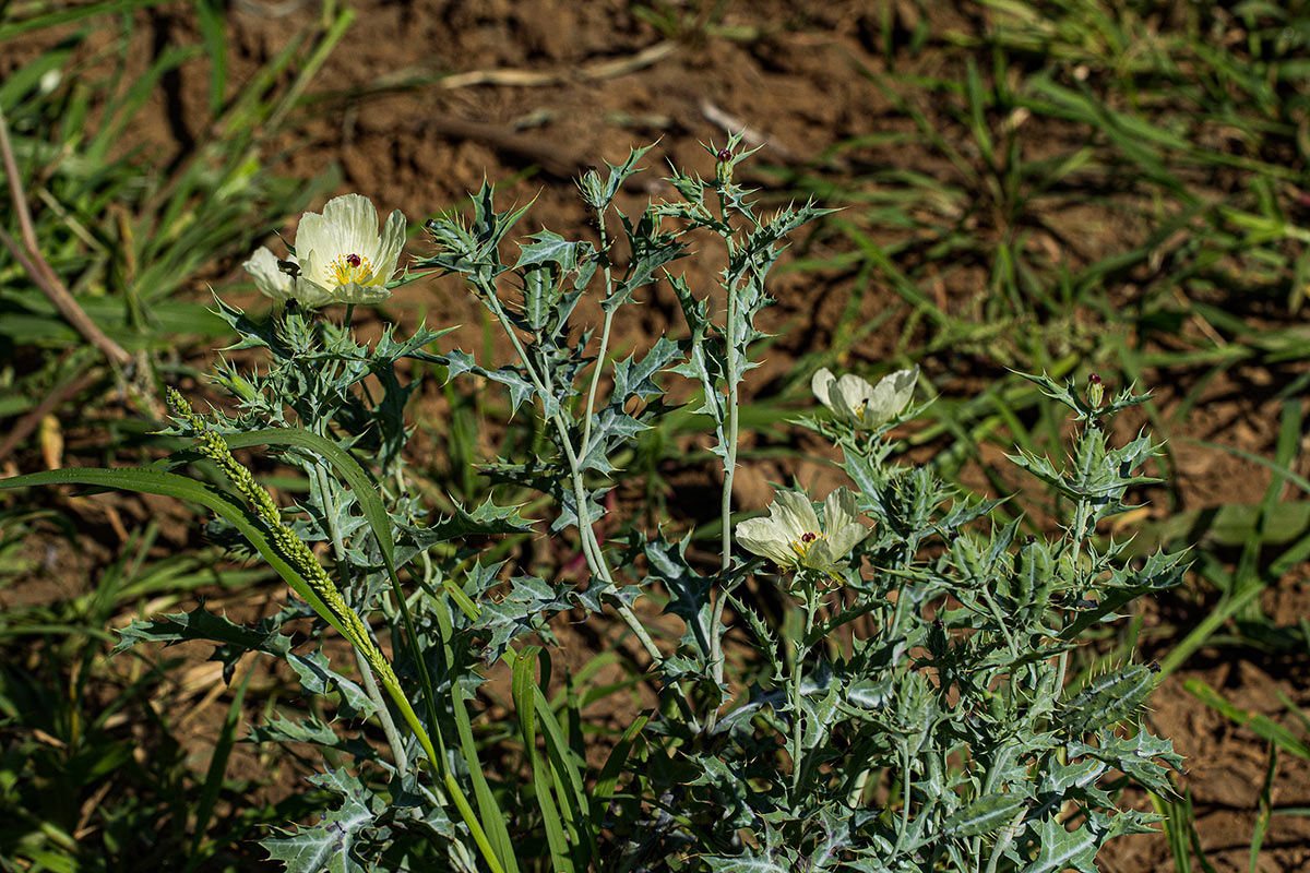 Argemone ochroleuca subsp. ochroleuca