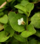Vandellia diffusa var. diffusa