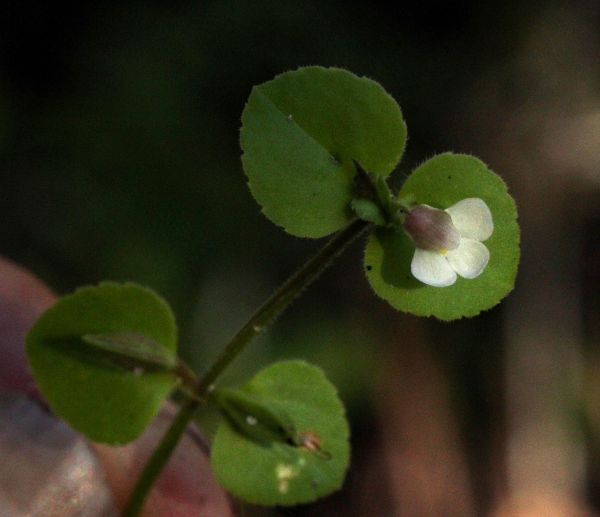 Vandellia diffusa var. diffusa Vandellia diffusa var. diffusa
