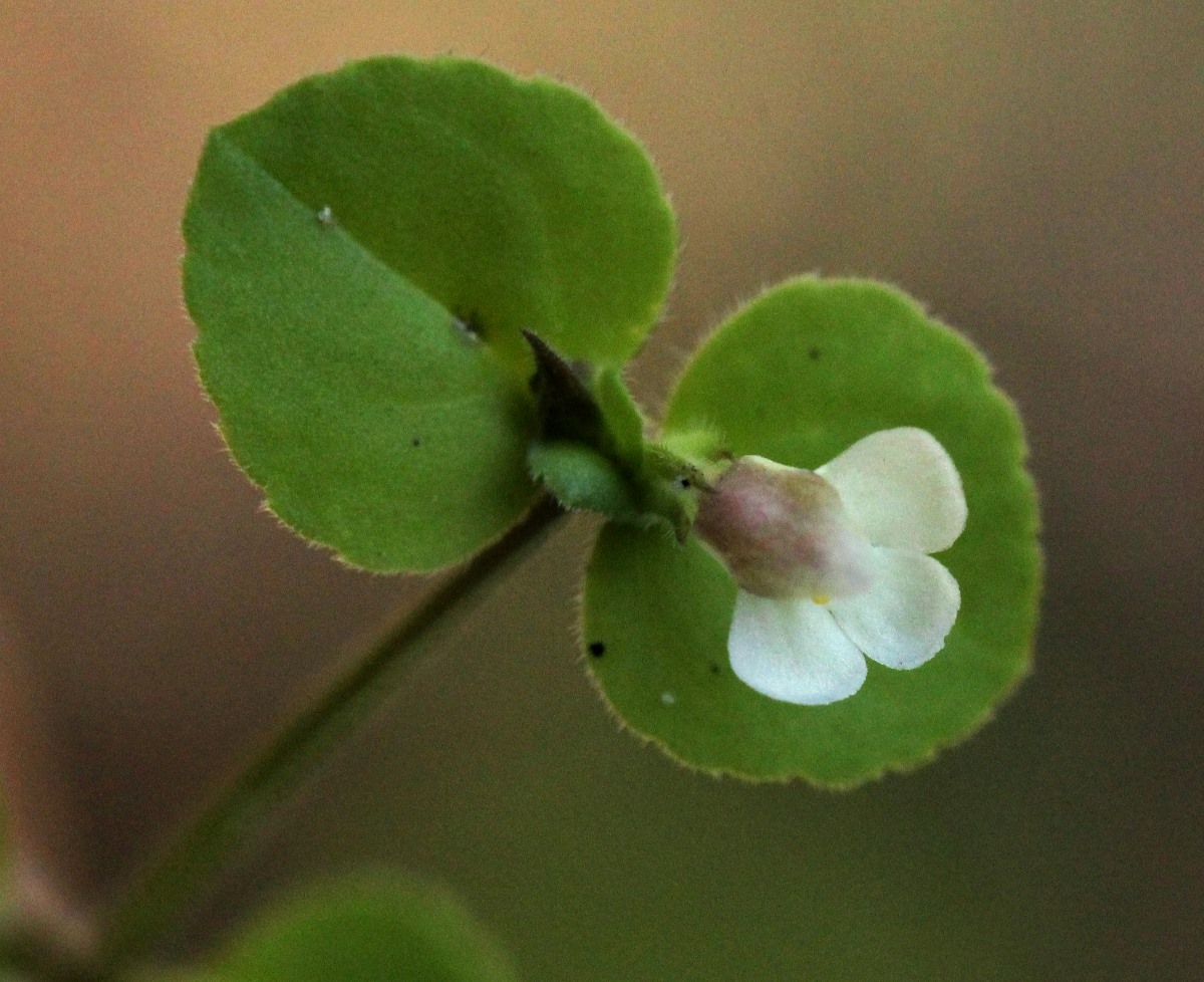Vandellia diffusa var. diffusa Vandellia diffusa var. diffusa