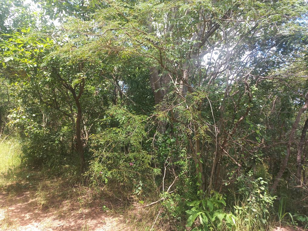 Gelrebia glandulosopedicellata