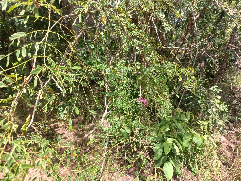 Gelrebia glandulosopedicellata Gelrebia glandulosopedicellata