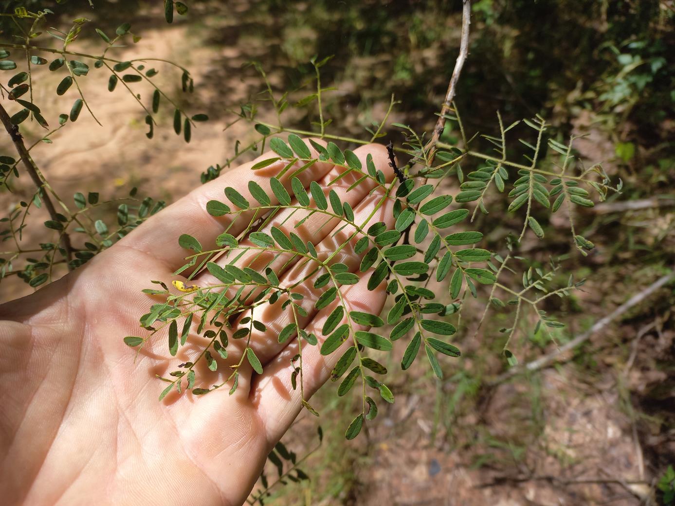 Gelrebia glandulosopedicellata