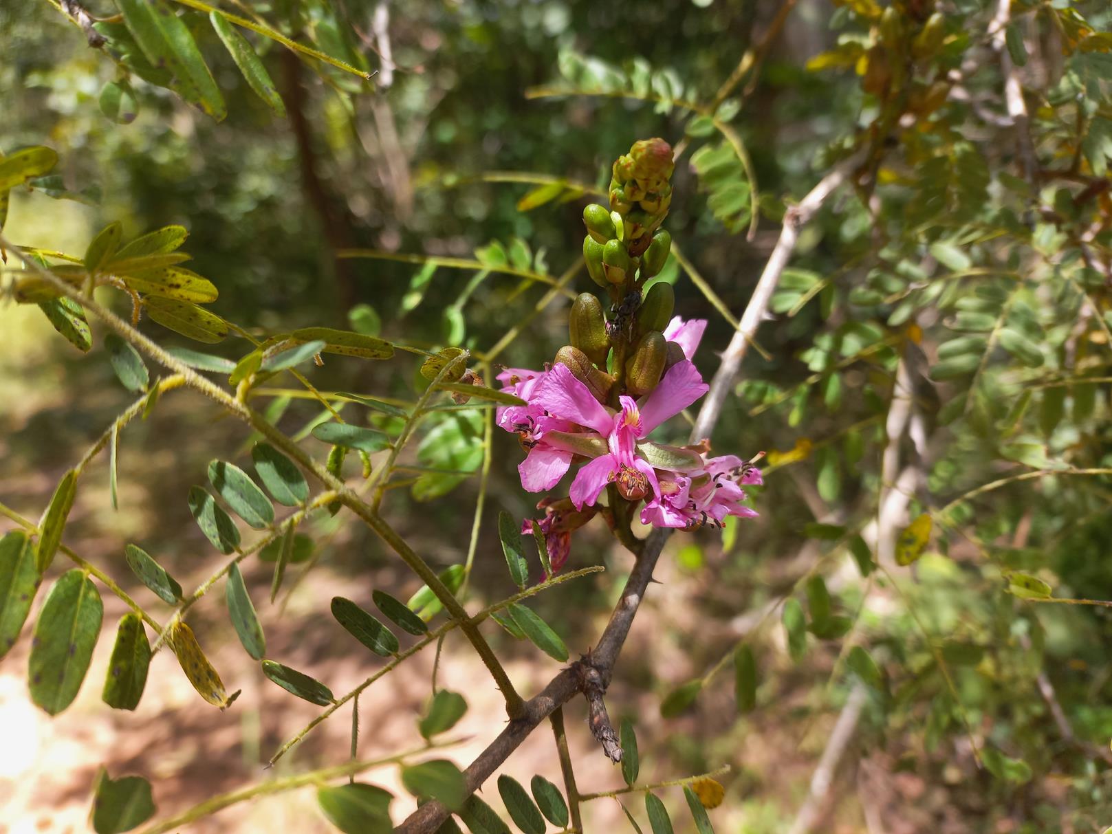 Gelrebia glandulosopedicellata