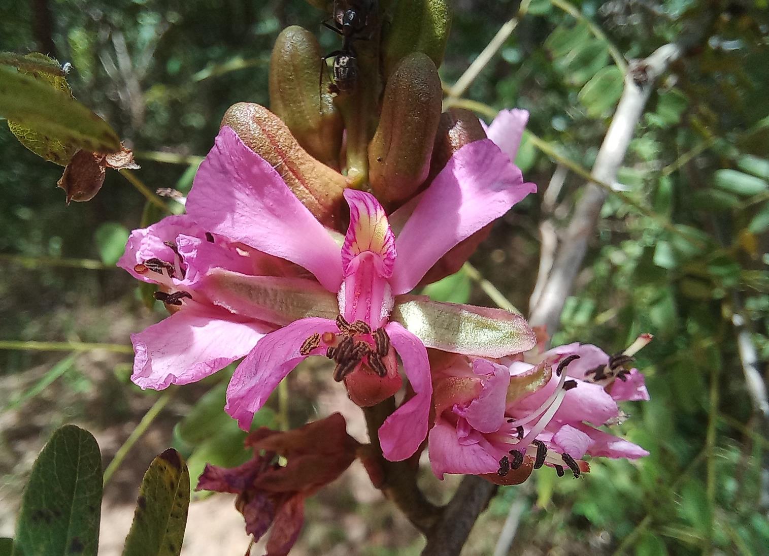 Gelrebia glandulosopedicellata