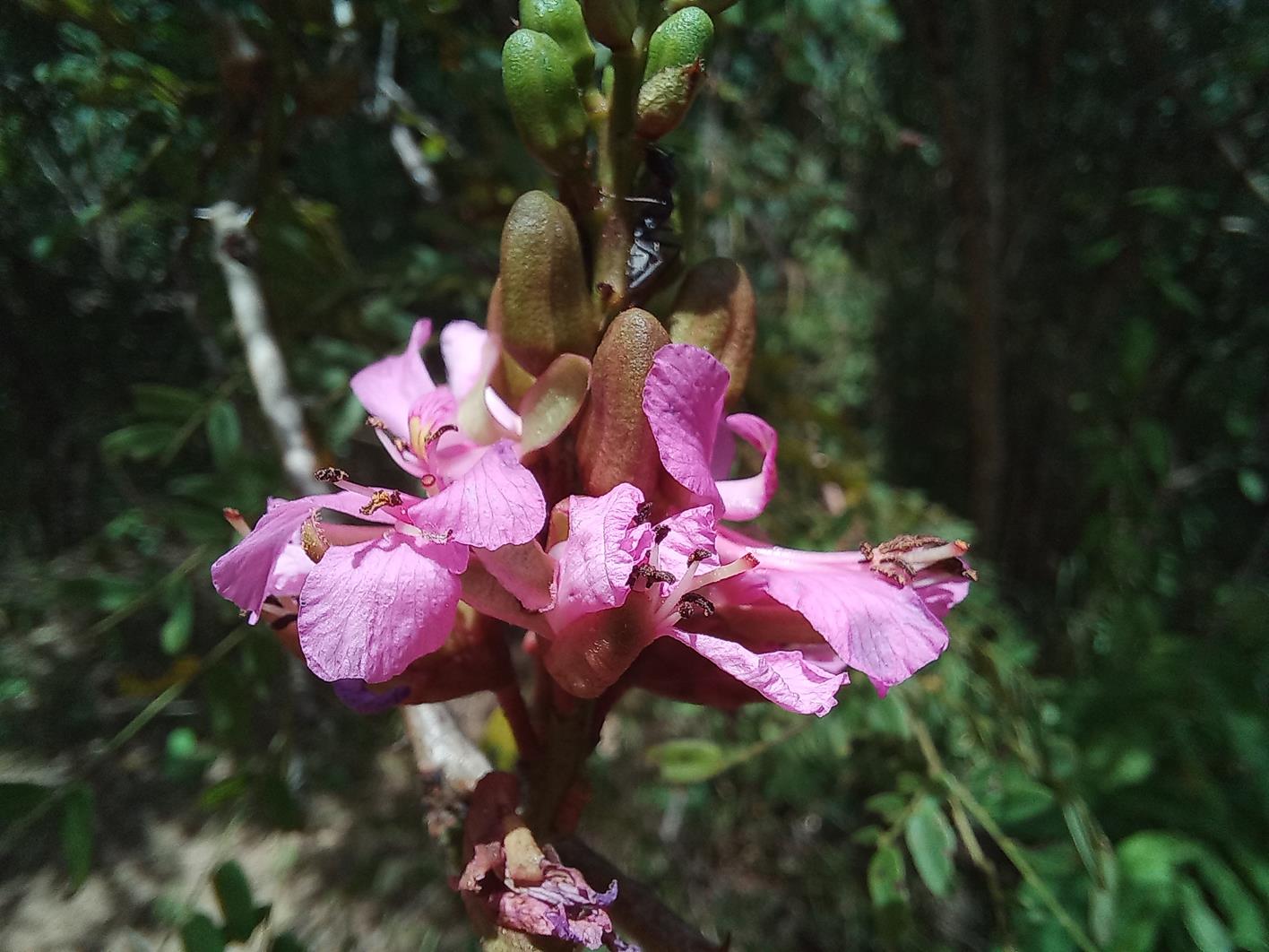 Gelrebia glandulosopedicellata