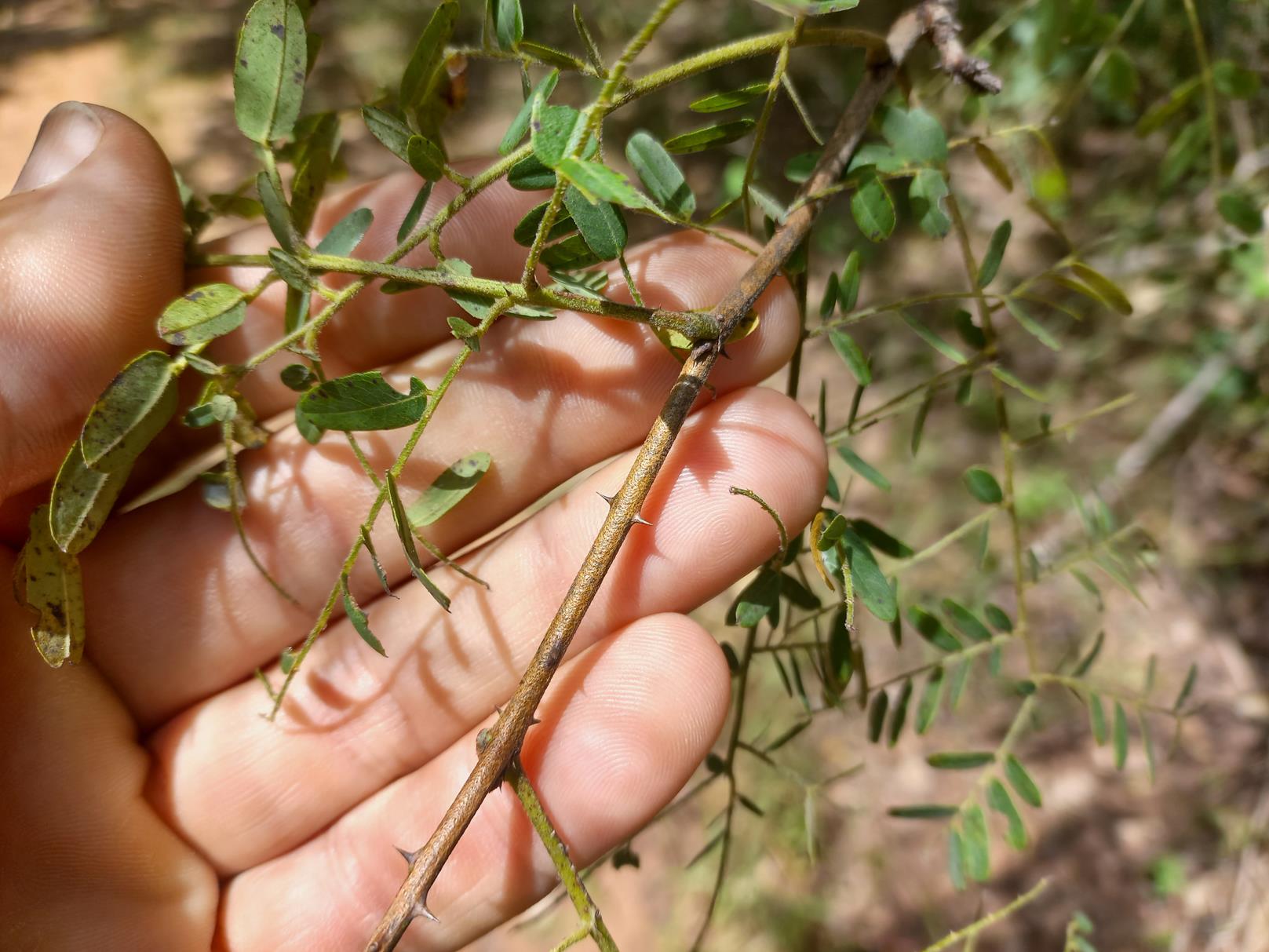 Gelrebia glandulosopedicellata
