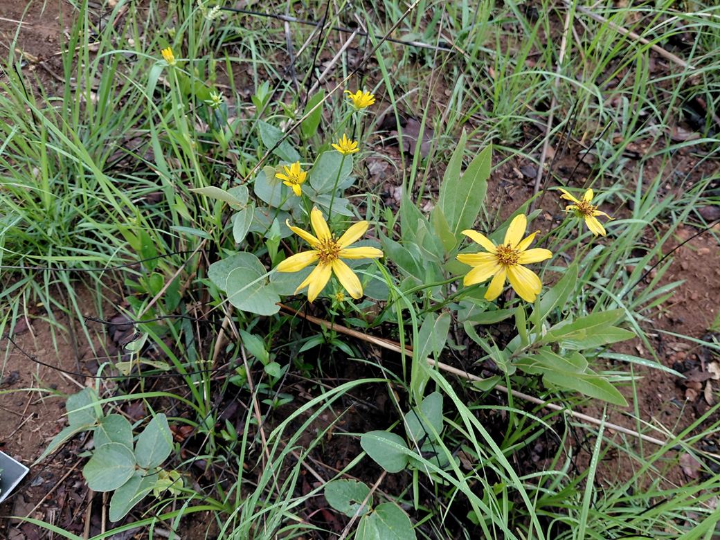 Bidens moorei