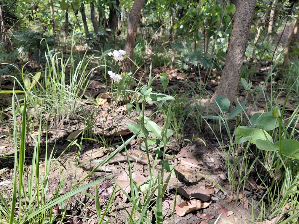 Commelina hockii Commelina hockii