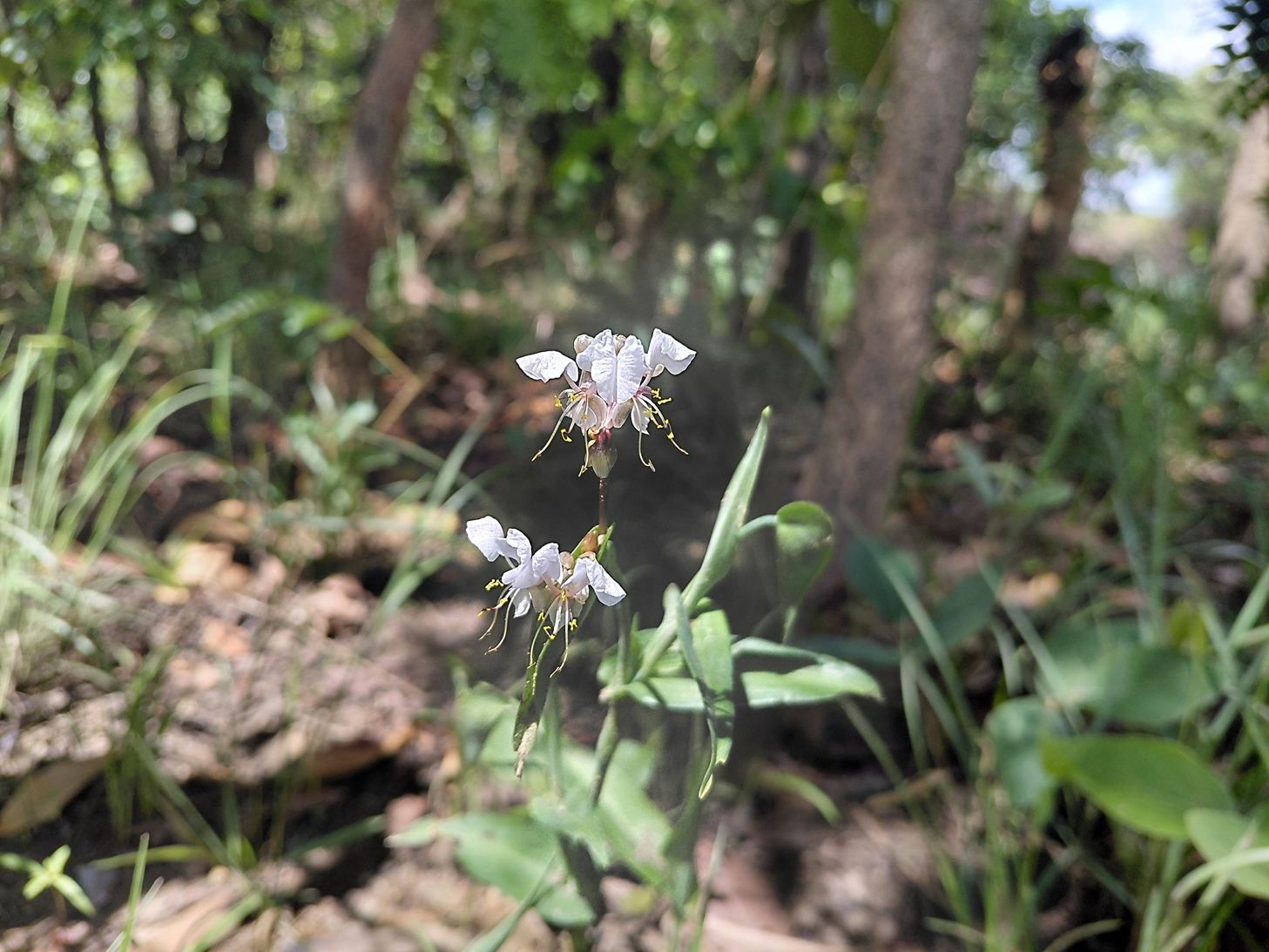 Commelina hockii Commelina hockii