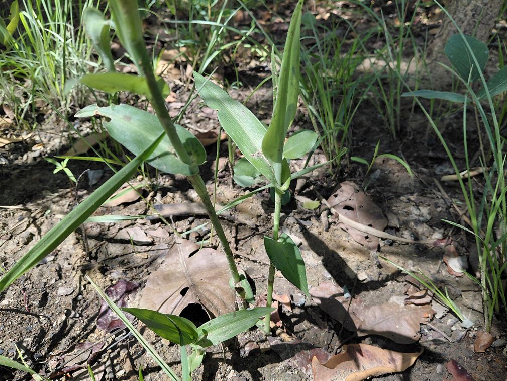 Commelina hockii Commelina hockii