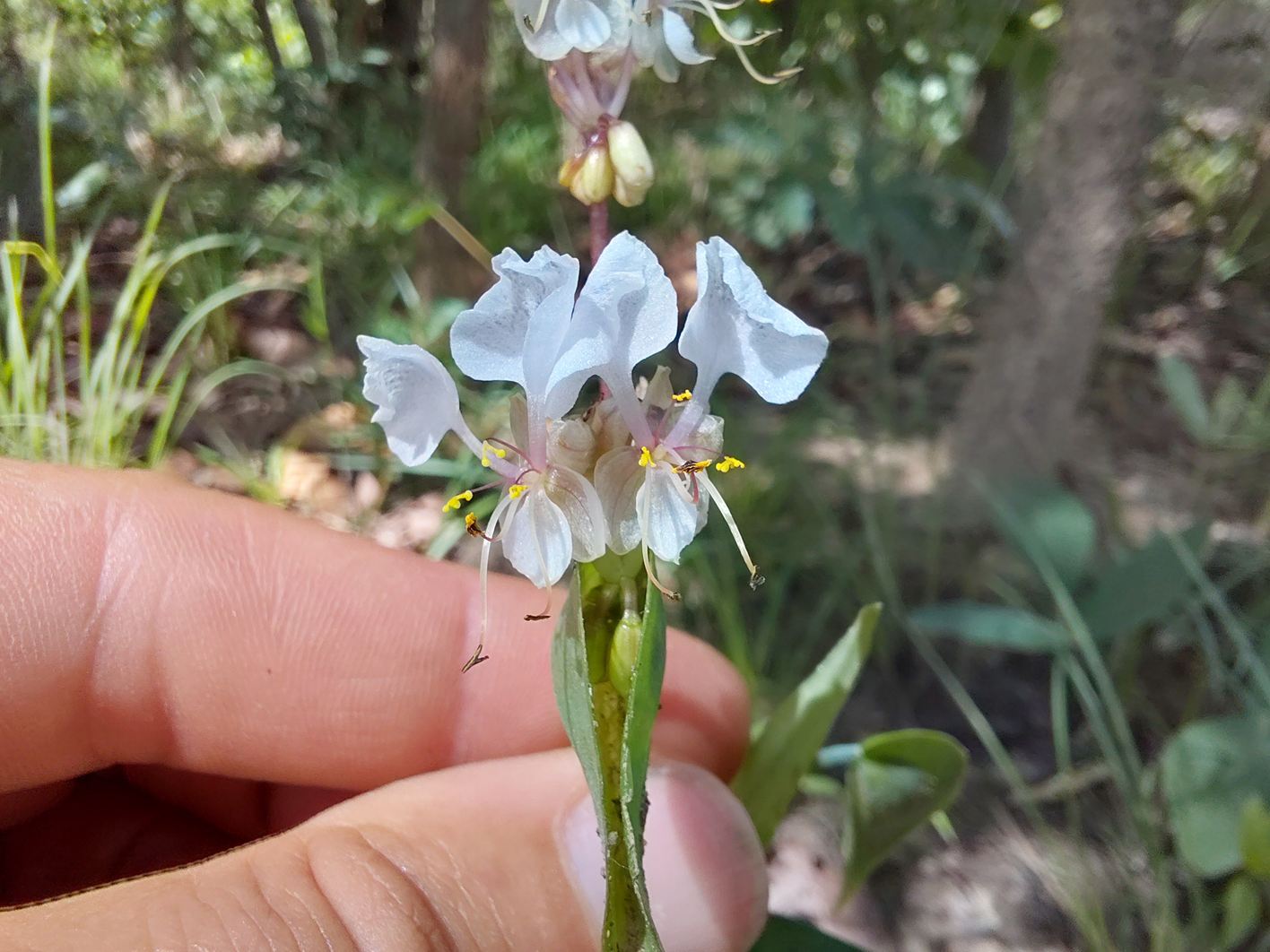 Commelina hockii Commelina hockii