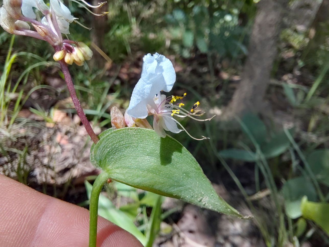 Commelina hockii Commelina hockii