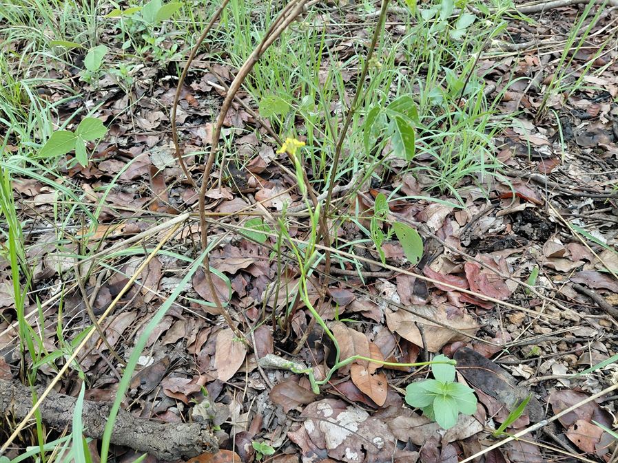 Ferraria welwitschii 