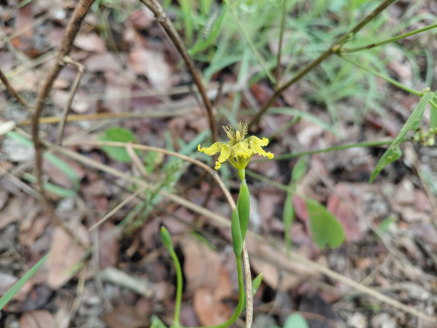 Ferraria welwitschii 