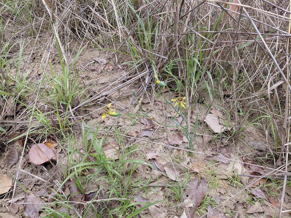 Ferraria welwitschii 