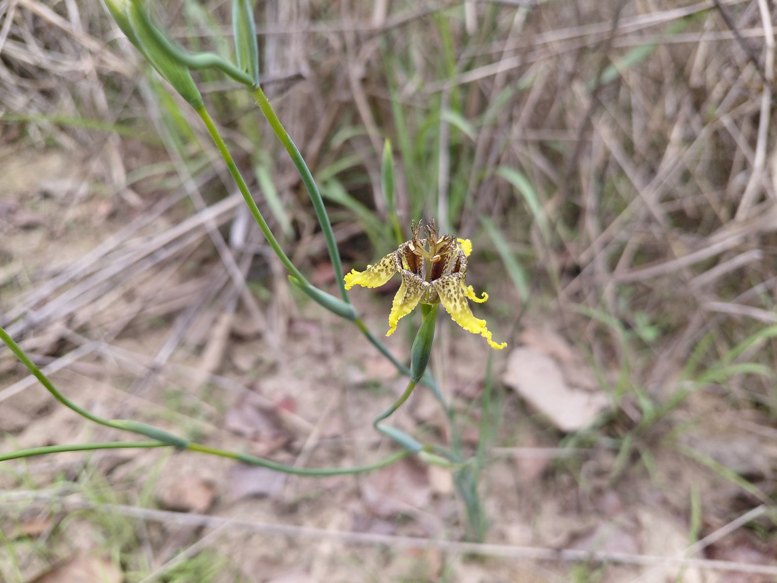 Ferraria welwitschii 