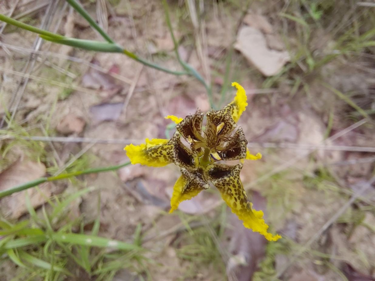 Ferraria welwitschii 