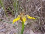 Ferraria welwitschii 
