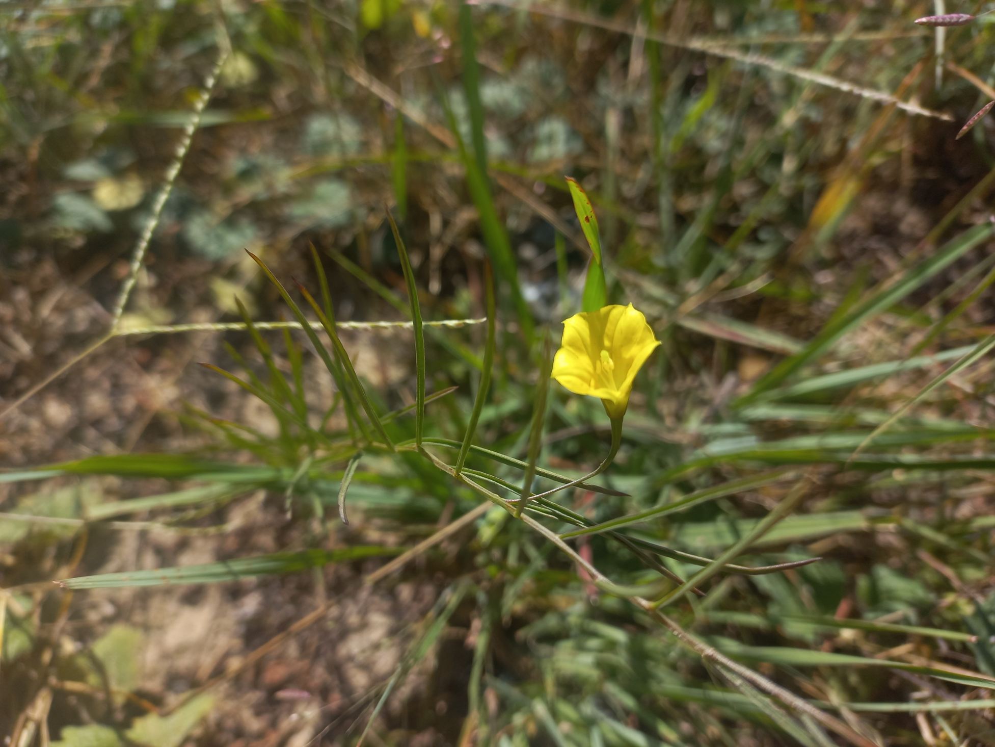 Xenostegia linearifolia