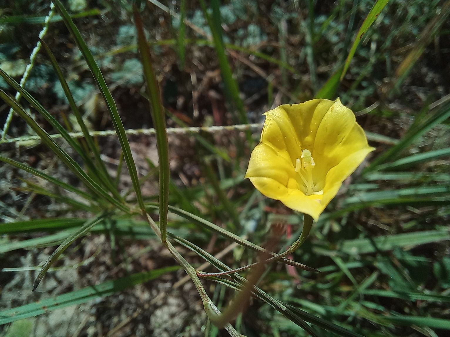Xenostegia linearifolia