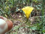 Xenostegia linearifolia