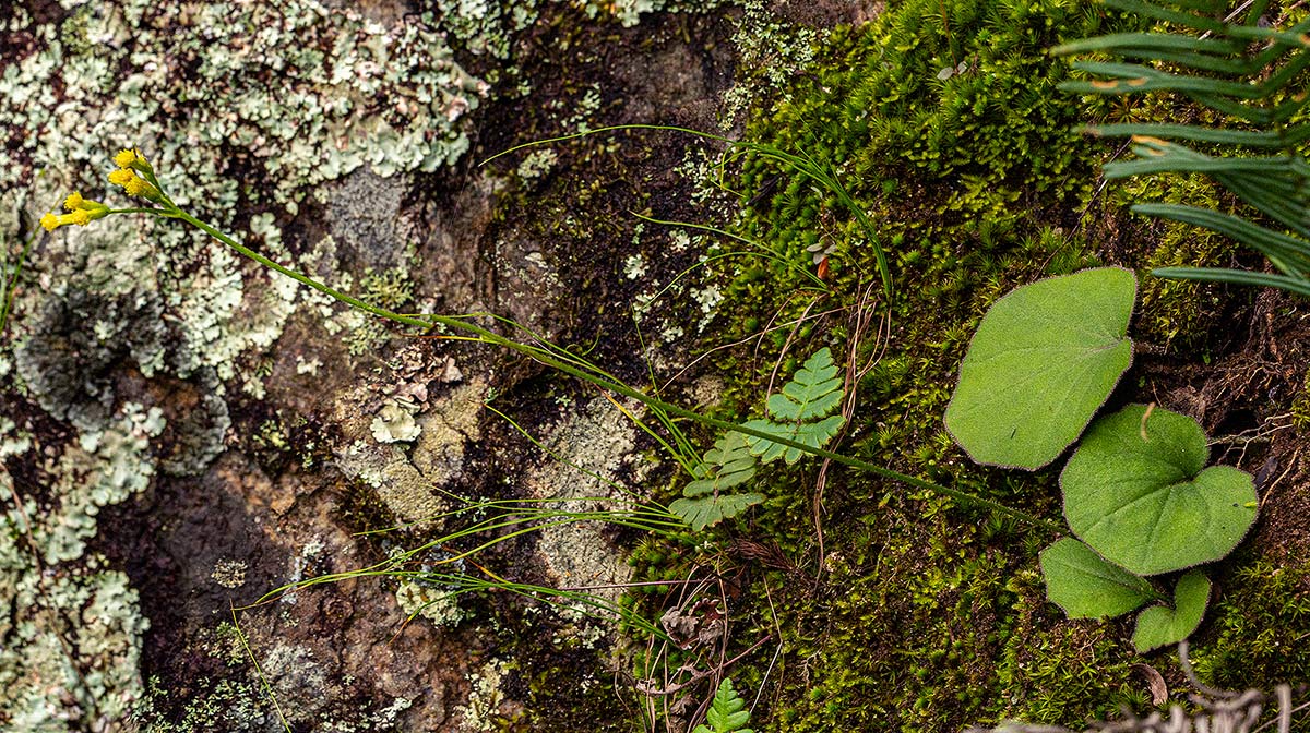 Senecio diphyllus Senecio diphyllus