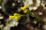 Senecio diphyllus