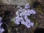 Buchnera hirsutorepens