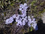 Buchnera hirsutorepens