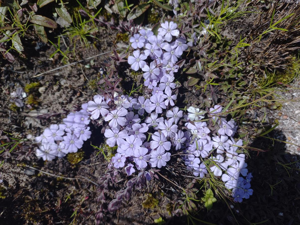 Buchnera hirsutorepens Buchnera hirsutorepens