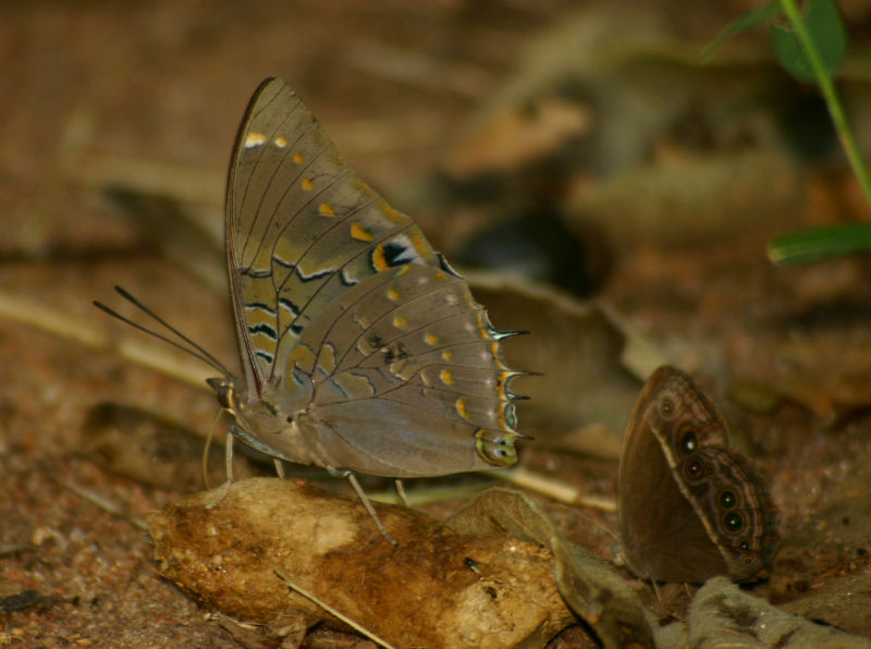 Charaxes cithaeron