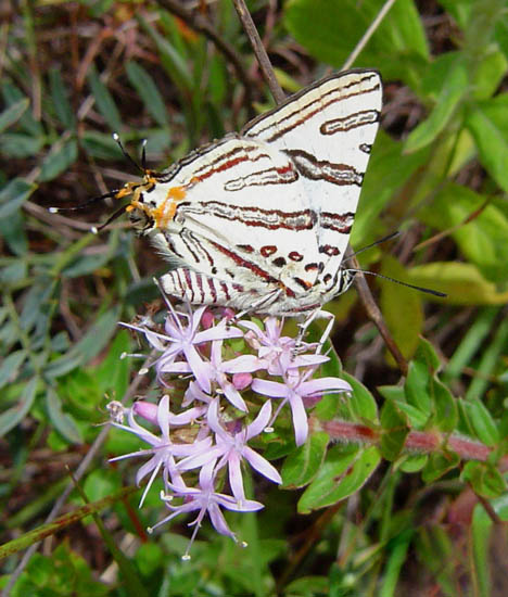Cigaritis natalensis