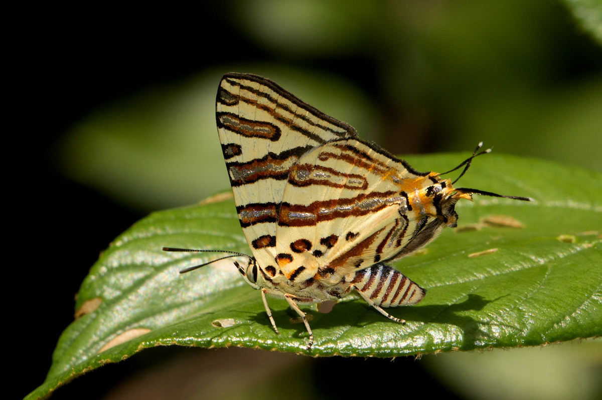 Cigaritis natalensis