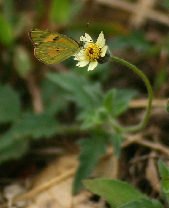 Colotis amata