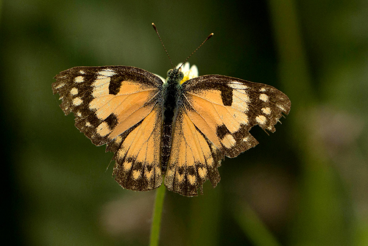 Colotis amata