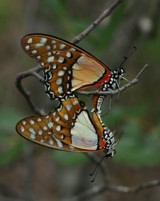 Graphium angolanus