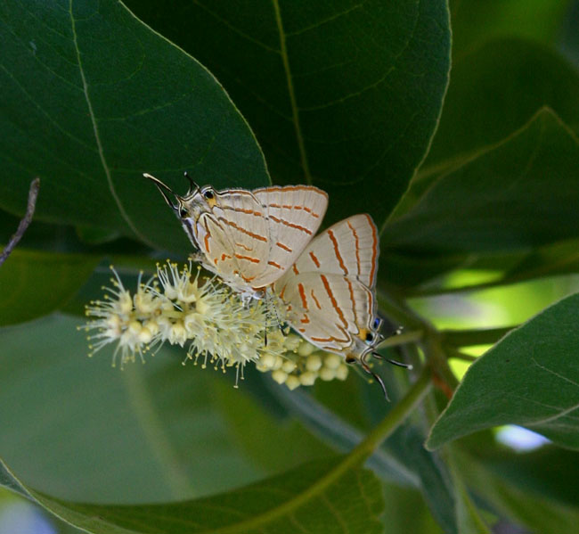 Hypolycaena caeculus