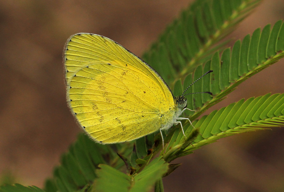 Eurema hecabe