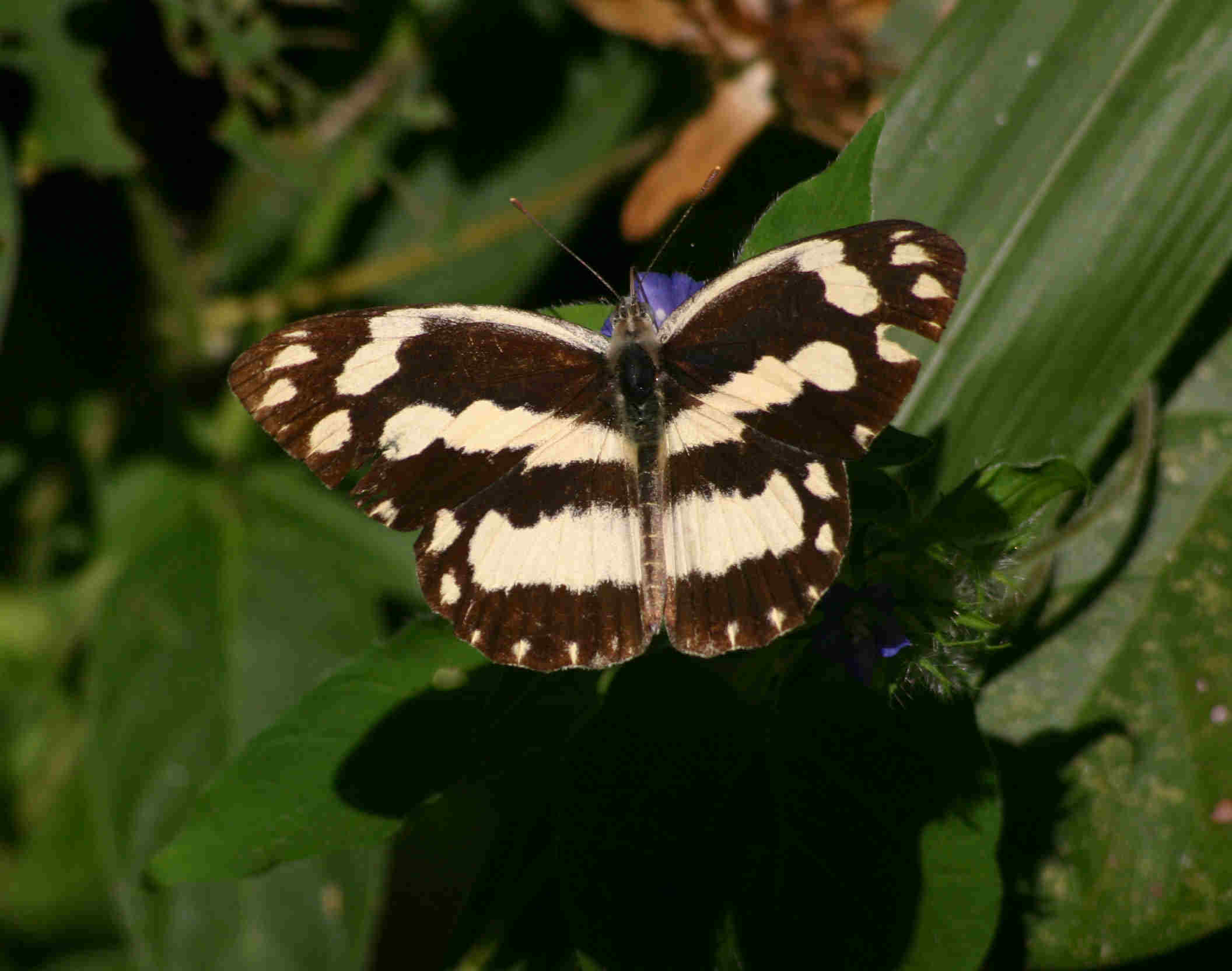 Pinacopteryx eriphia