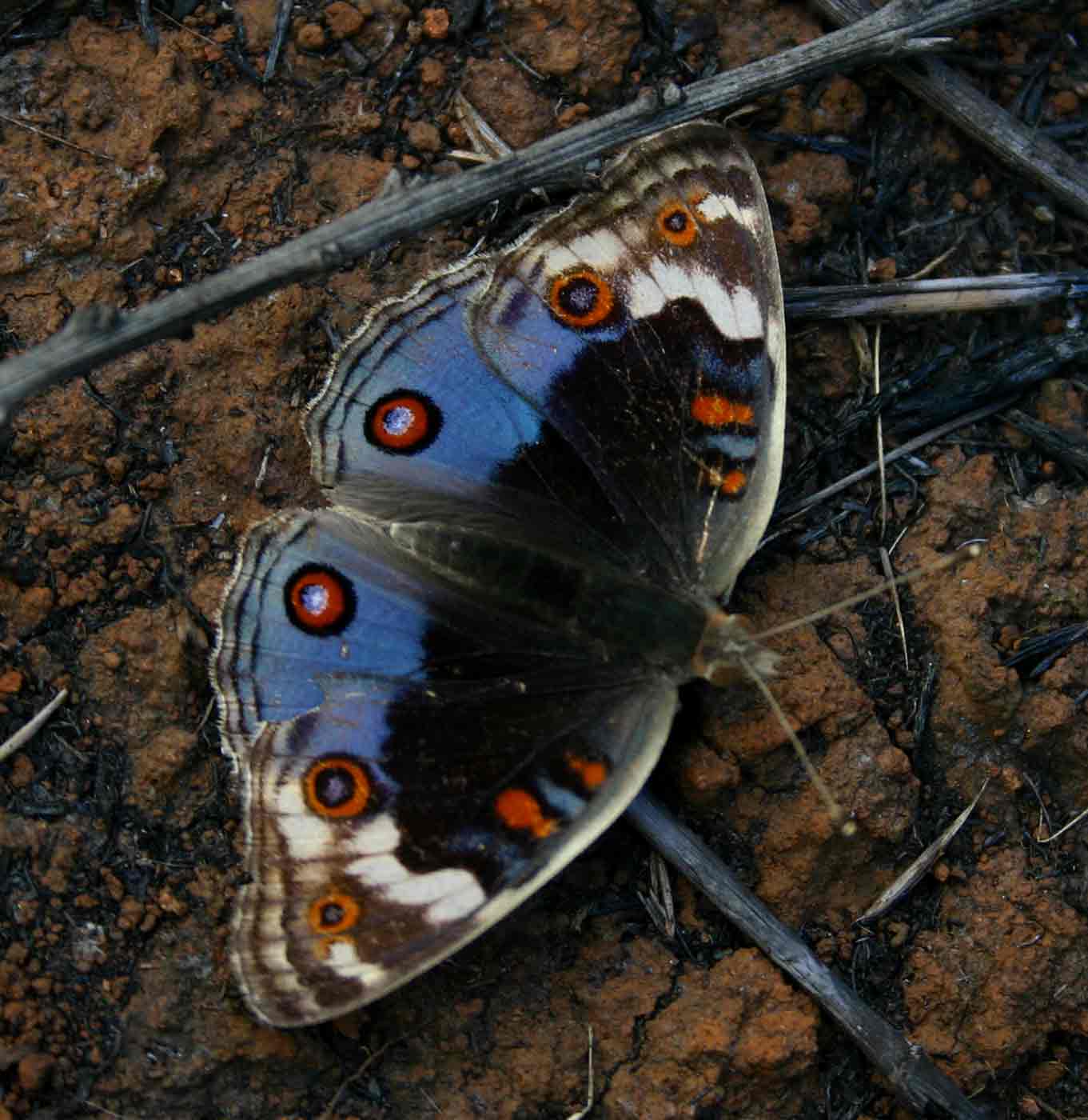 Junonia orithya