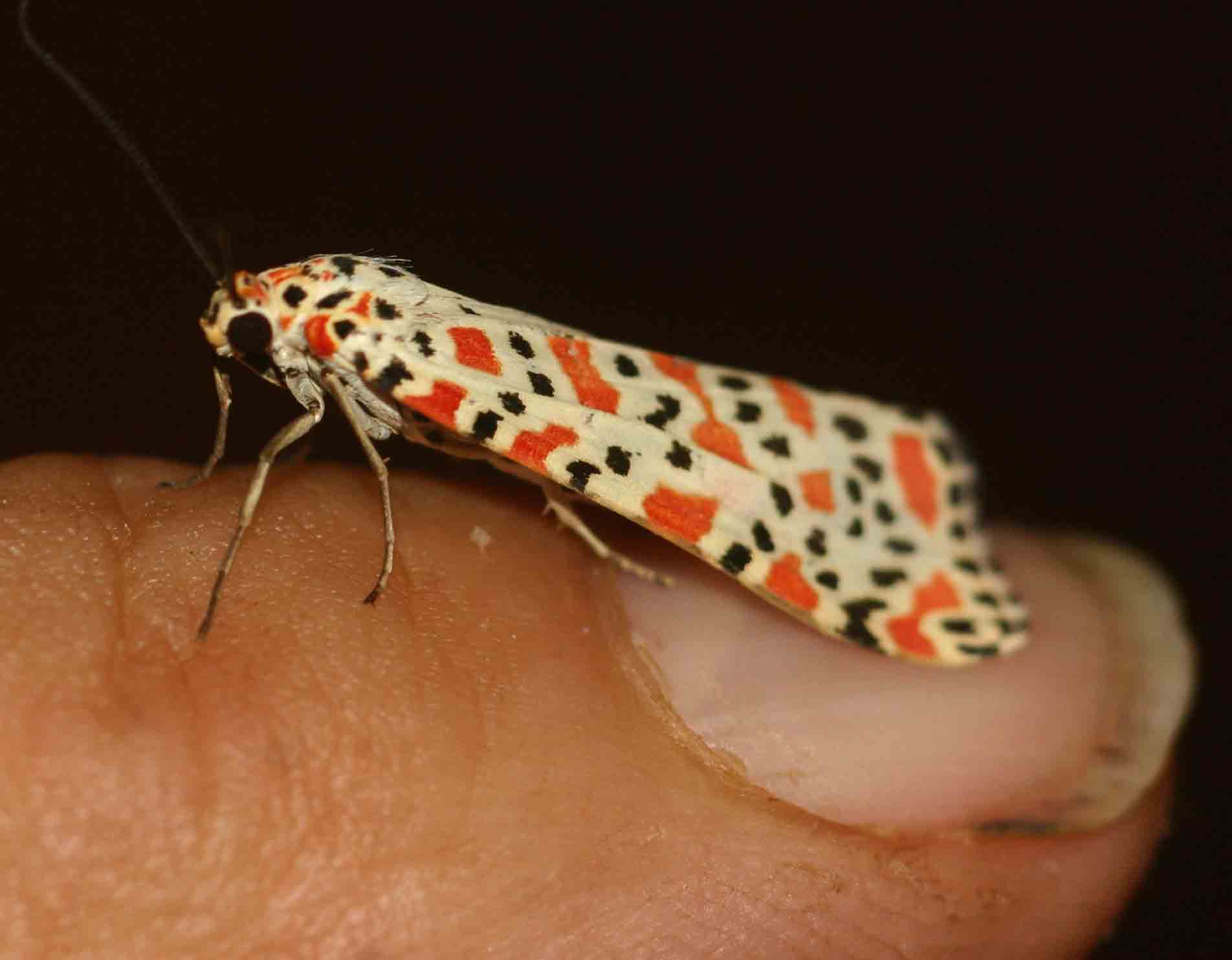 Utetheisa pulchella